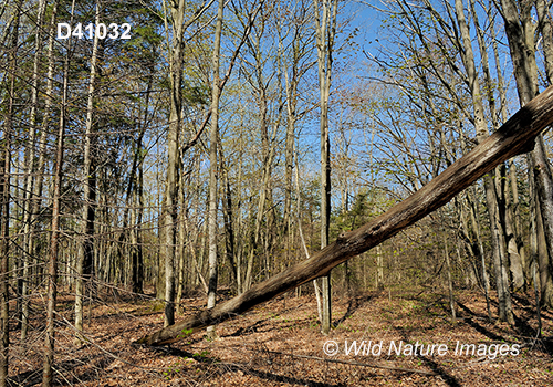 Eastern Great Lakes lowland forests